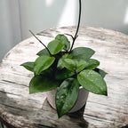 Hoya carnosa ‘Freckles’ (Silver Splash) - full pots