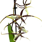 Bratonia Toscana * fragrant