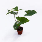 Syngonium podophyllum 'Variegata' (babánövény)