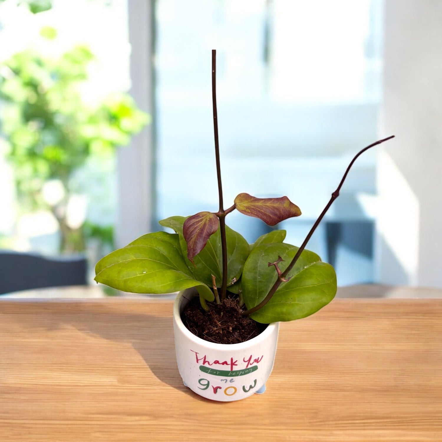 Hoya chunii (Hoya chuniana)