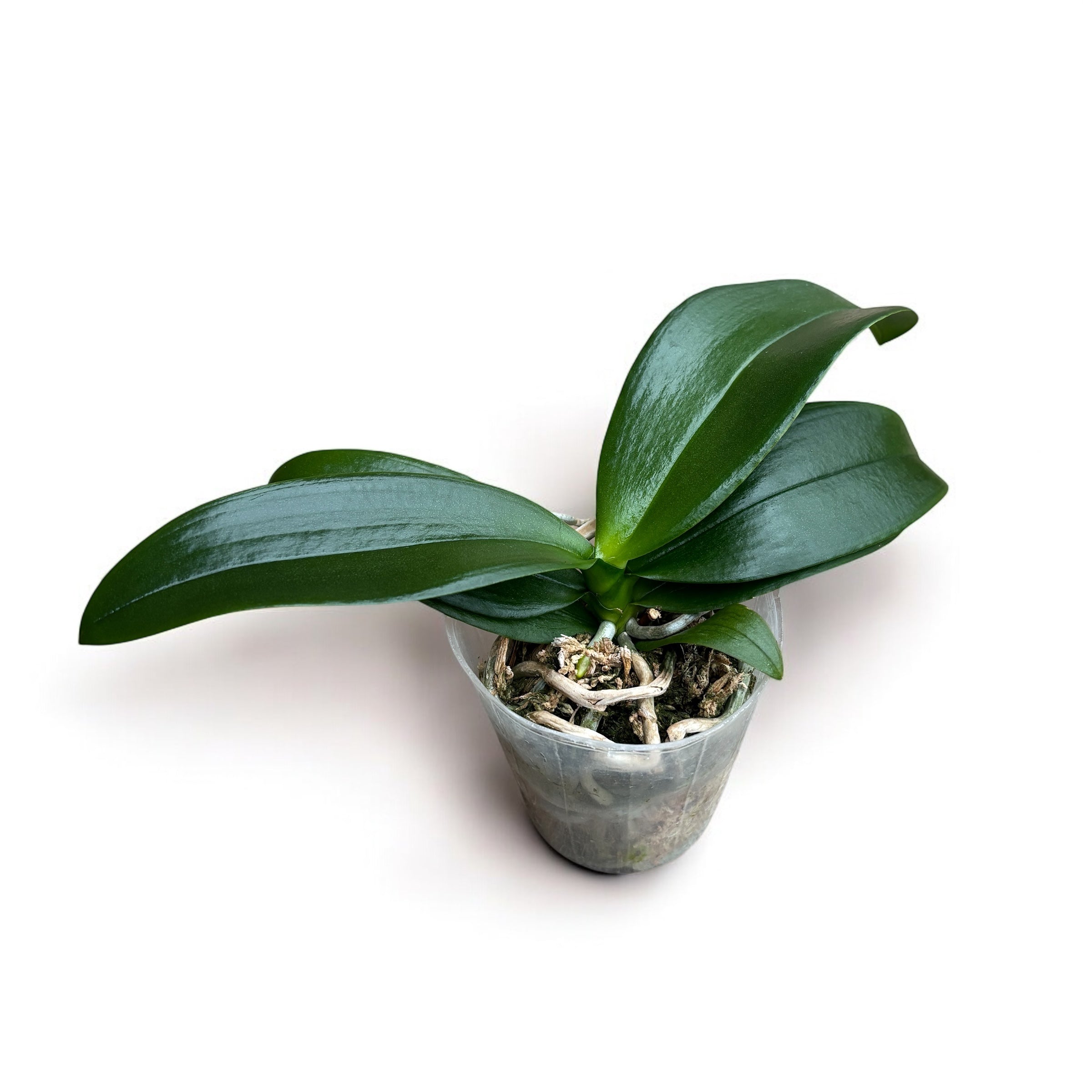 Phalaenopsis Nobby's Pumpkin - duftende Blumen