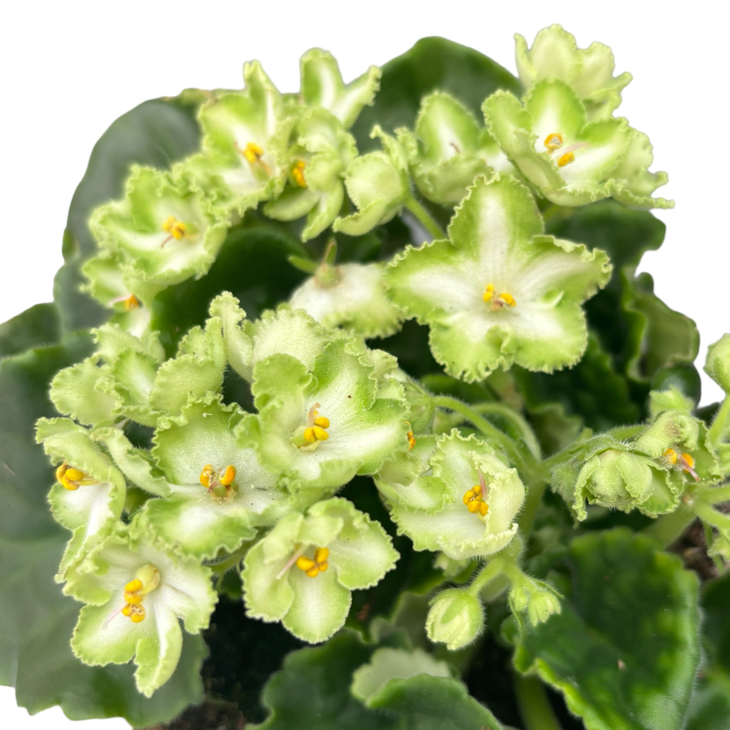 Violete verzi - Saintpaulia Inova Xtra The Green