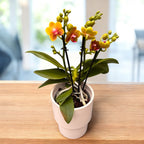 Phalaenopsis Reyoung Romance (Lioulin Orange) - flori parfumate