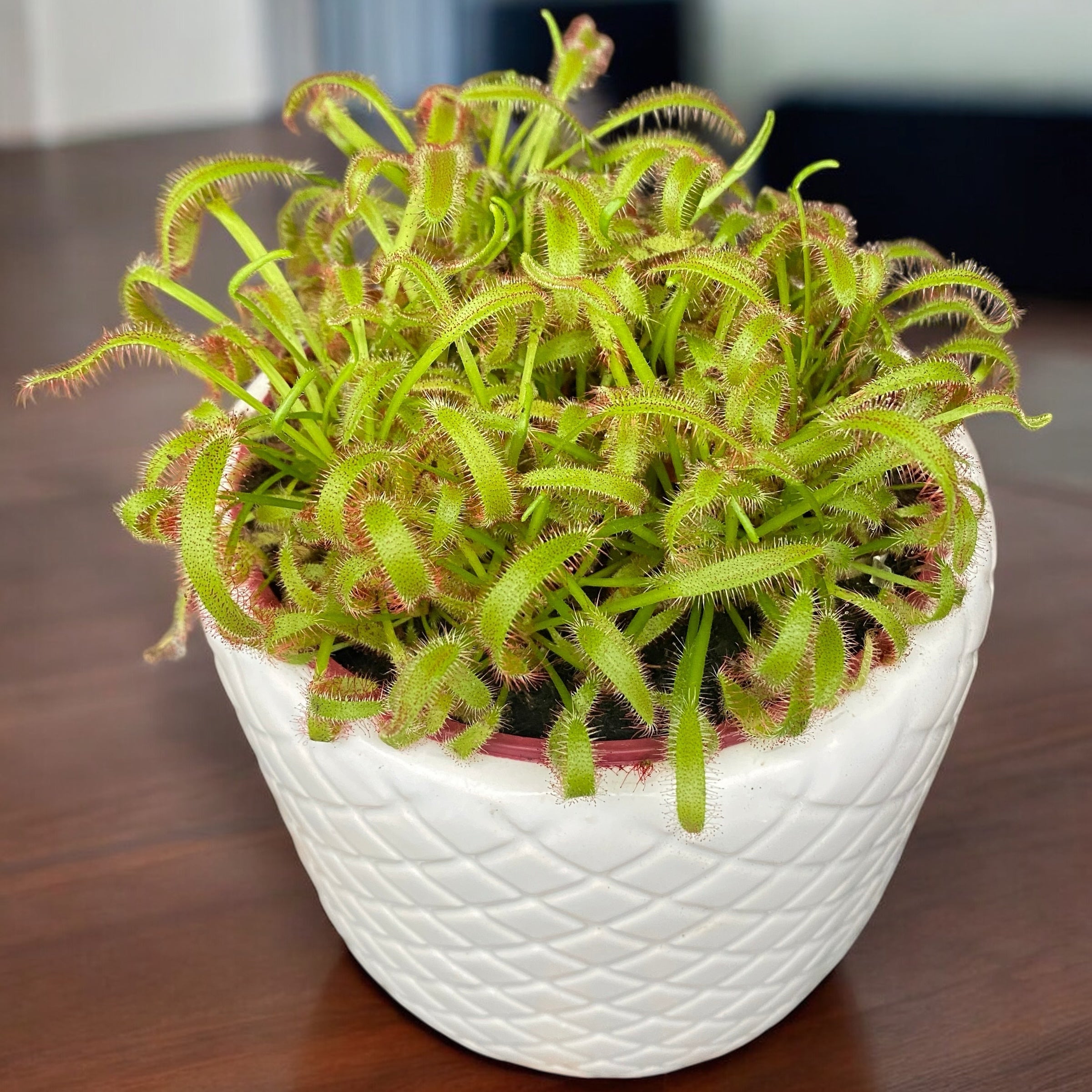 Drosera capensis 'Pink' (Roua cerului) D12