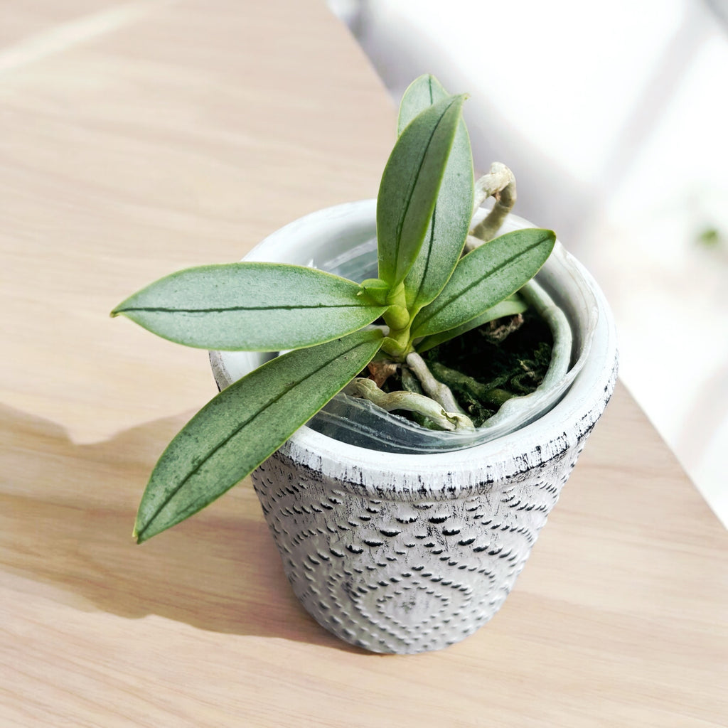Phalaenopsis Cute Ariel (peloric & silver leaves) - miniatura