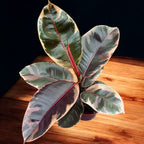 Ficus elastica ‘Belize’ (Ruby) - pianta con foglie variegate in tonalità di rosa, crema e verde
