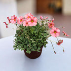 Oxalis obtusa plant in a pot with pastel pink flowers and trifoliate green leaves, perfect for indoor decoration.