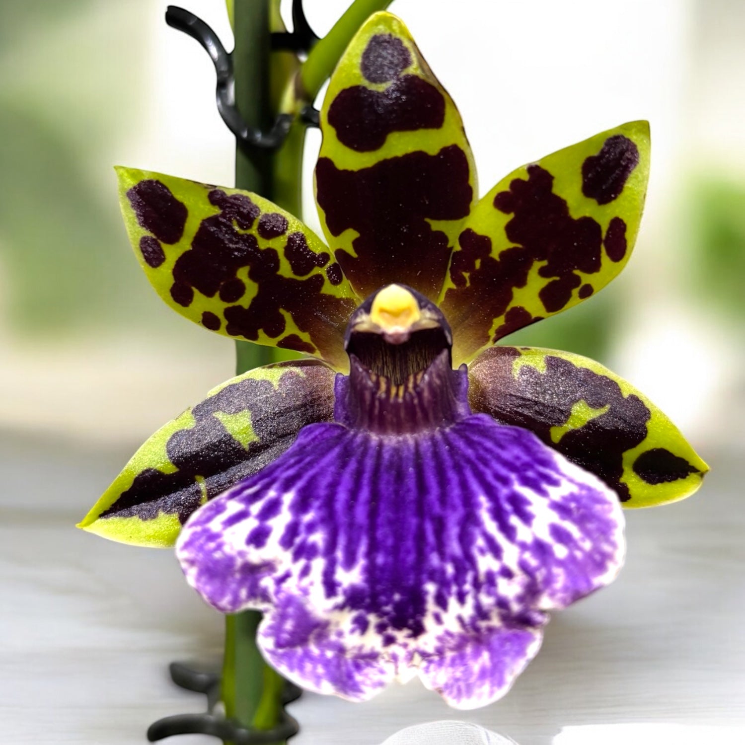 Zygopetalum hybrid - flori parfumate mari