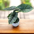 Alocasia 'Platinum Variegata' - unique