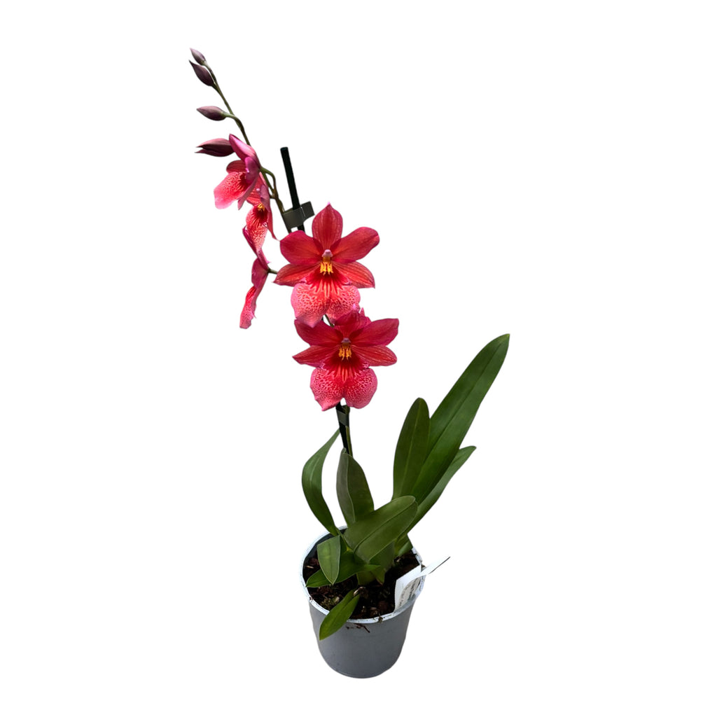 Oranje orchidee - Burrageara Nelly Isler Orange (intens geurende bloemen)