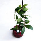 Hoya myrmecopa 'Big leaves' fragrant - developed specimens