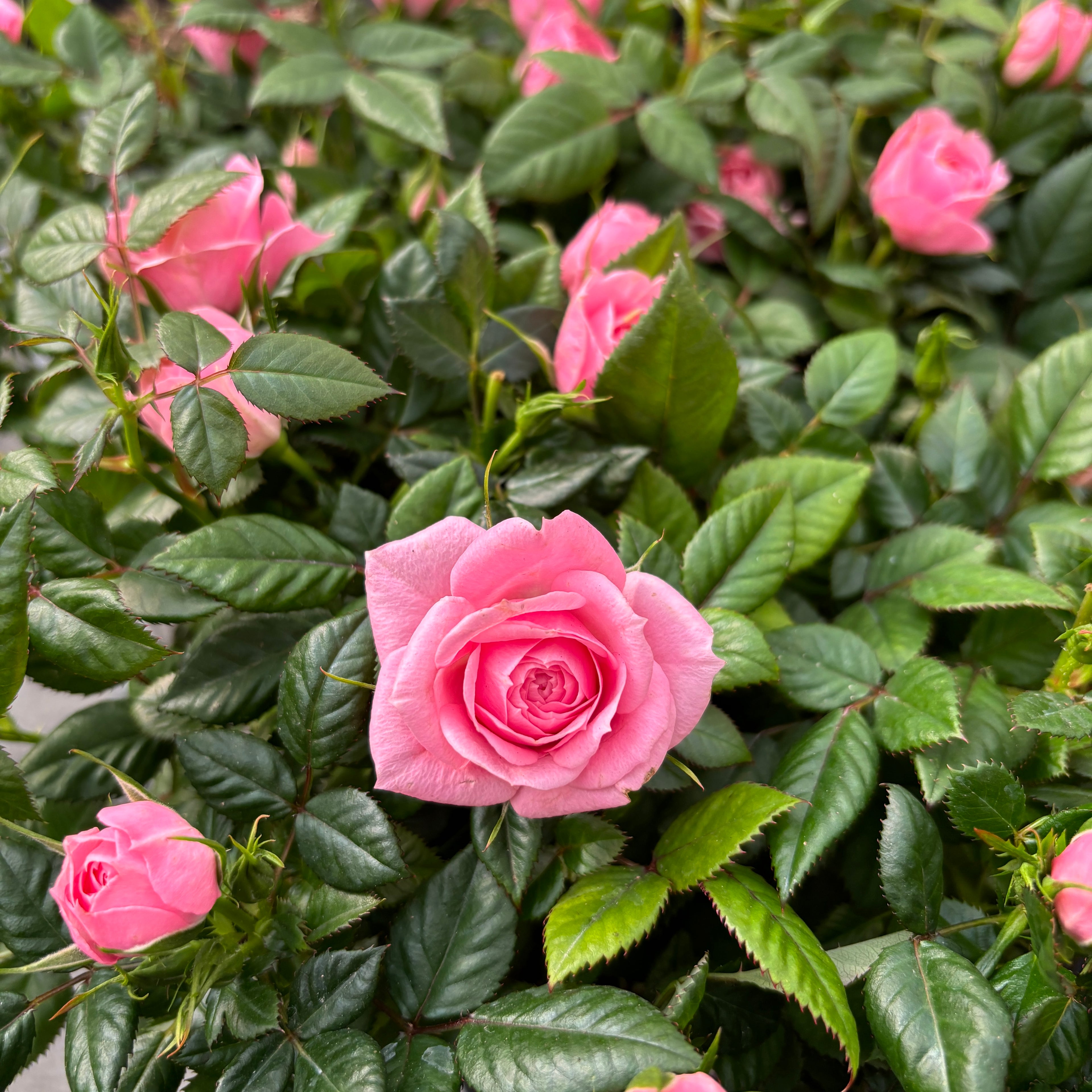 Trandafiri pitici Rosa Kordana® Harmonie 3-4 plante/ghiveci