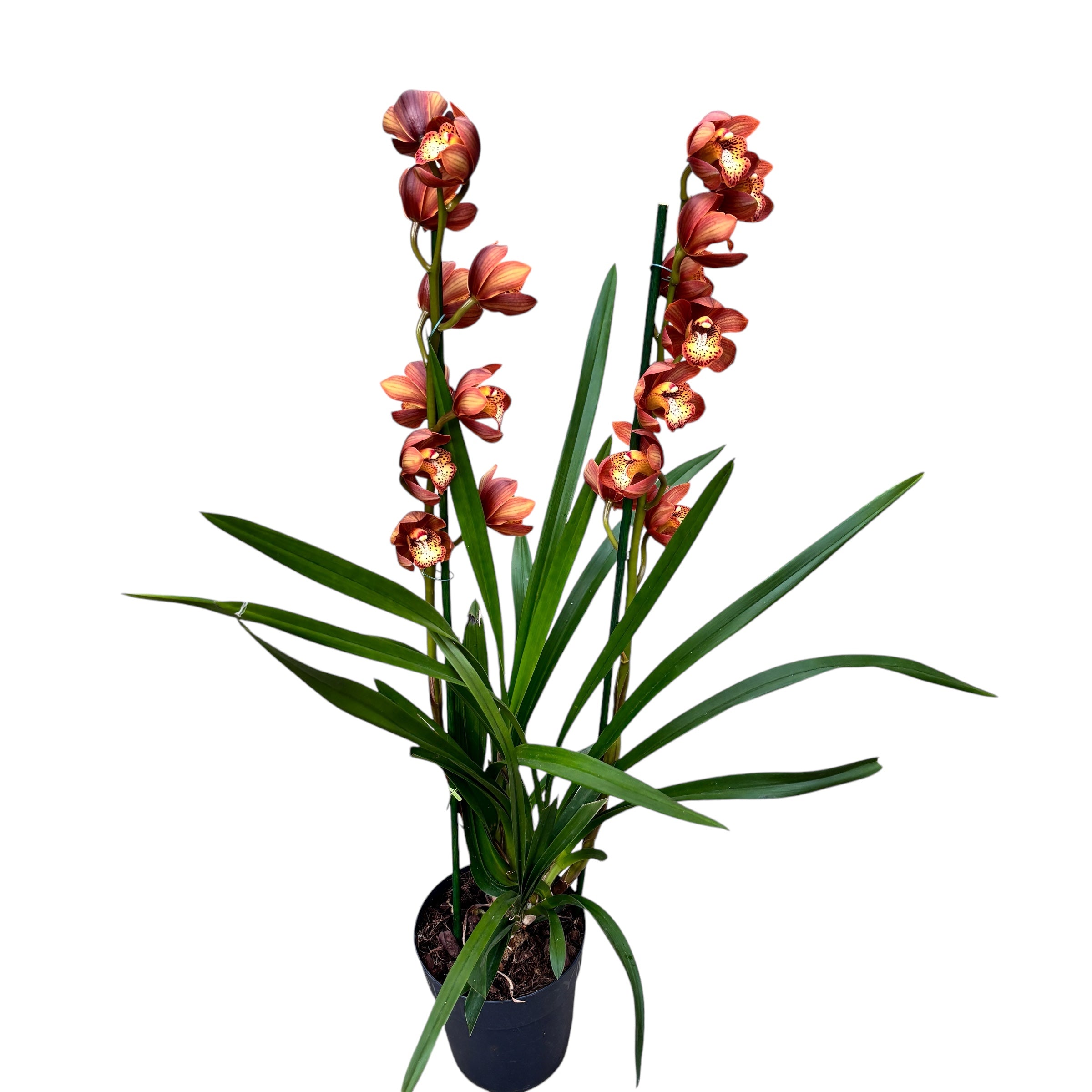 Cymbidium Erythreum x kasudash tuoksuva
