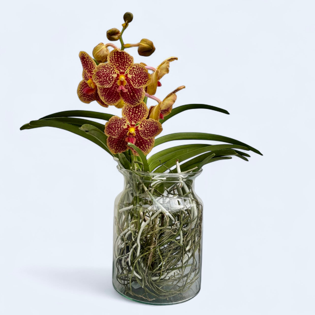 Vanda SUNANDA Retro Red (Ansu)