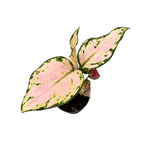 Aglaonema commutatum ‘Red Zircon’ *bebisväxt