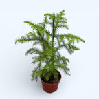 Araucaria heterophylla (sosna z Wyspy Norfolk)