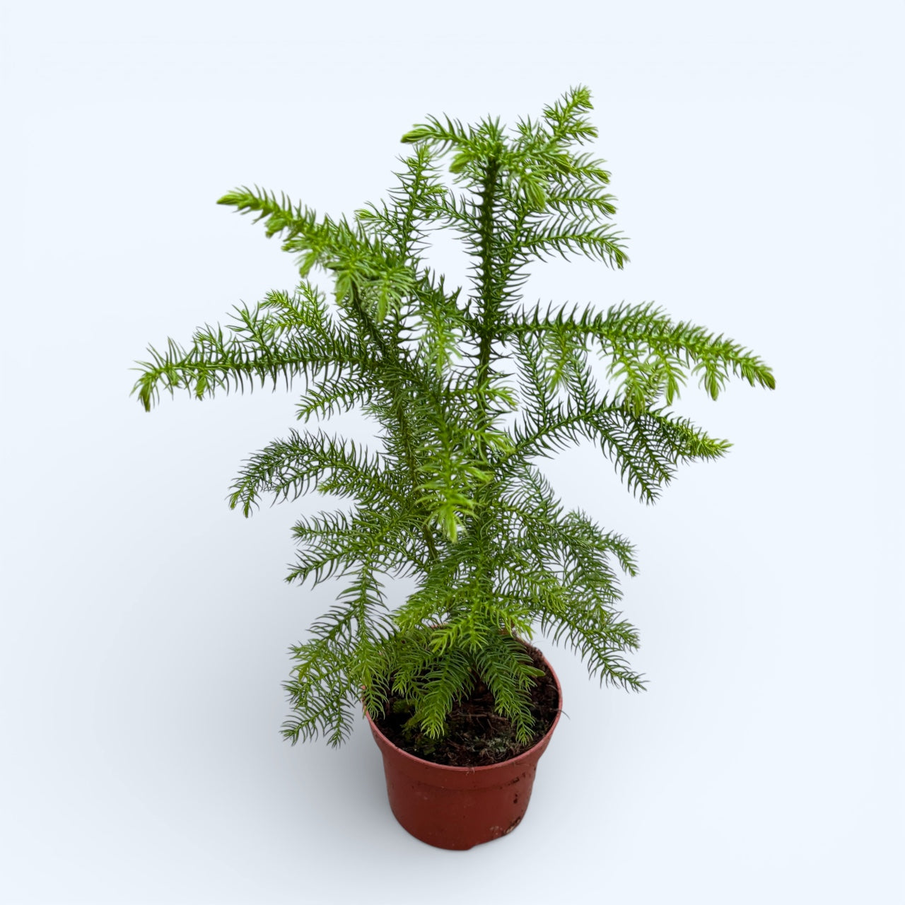 Araucaria heterophylla (Norfolk Island pine)
