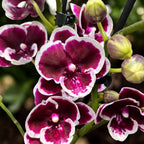 Phalaenopsis Miki Pantera Rosa - labio grande