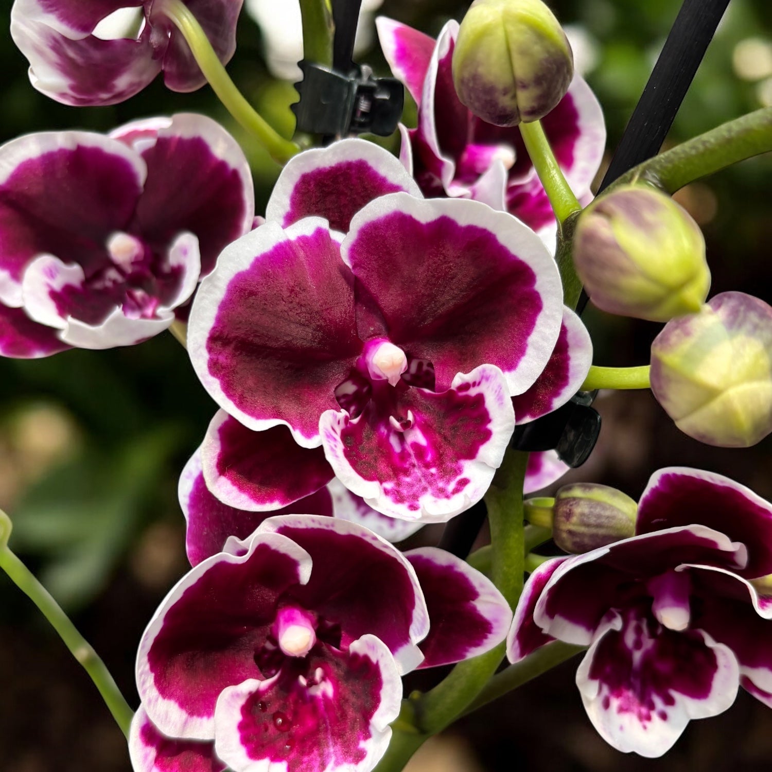 Phalaenopsis Miki Pink Panther - grande labbro