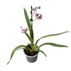 Miltoniopsis Maui Pride duftend