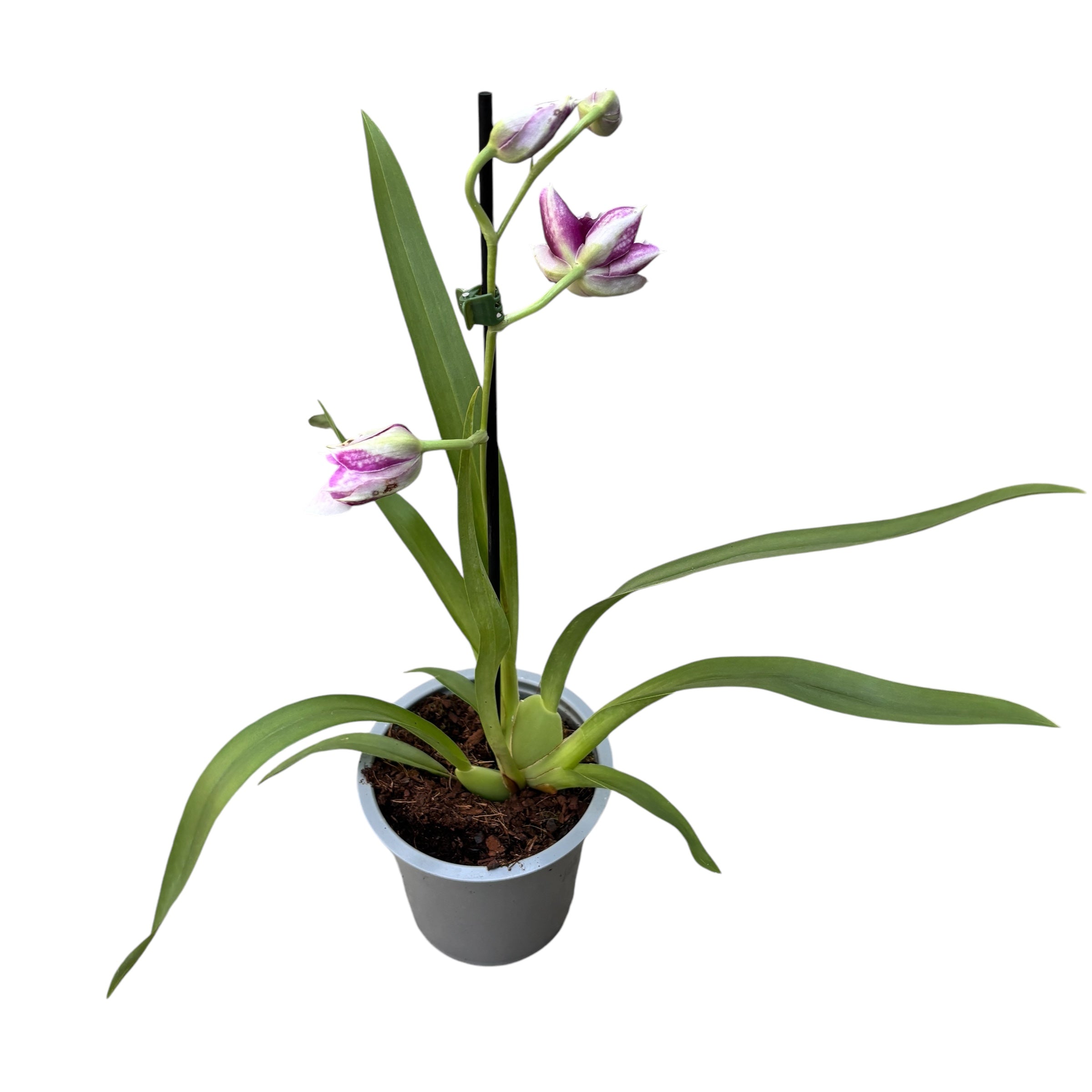 Miltoniopsis Maui Pride fragrant