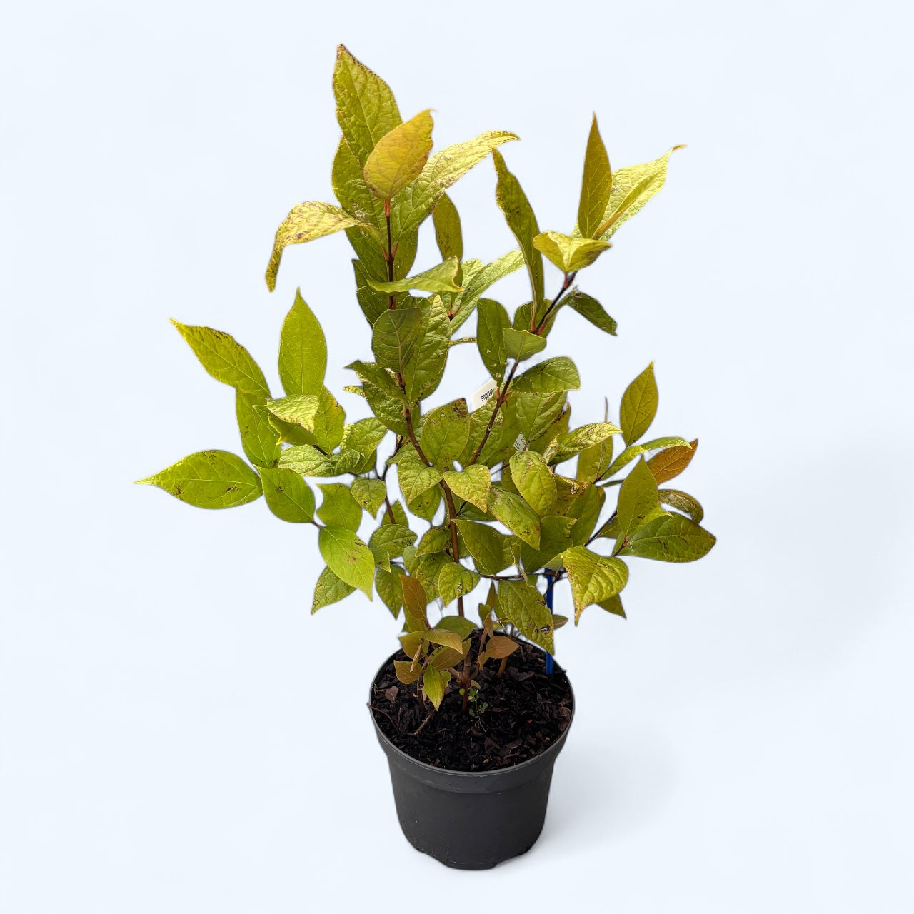 Calycanthus floridus (Orchid Tree, Carolina Spice)