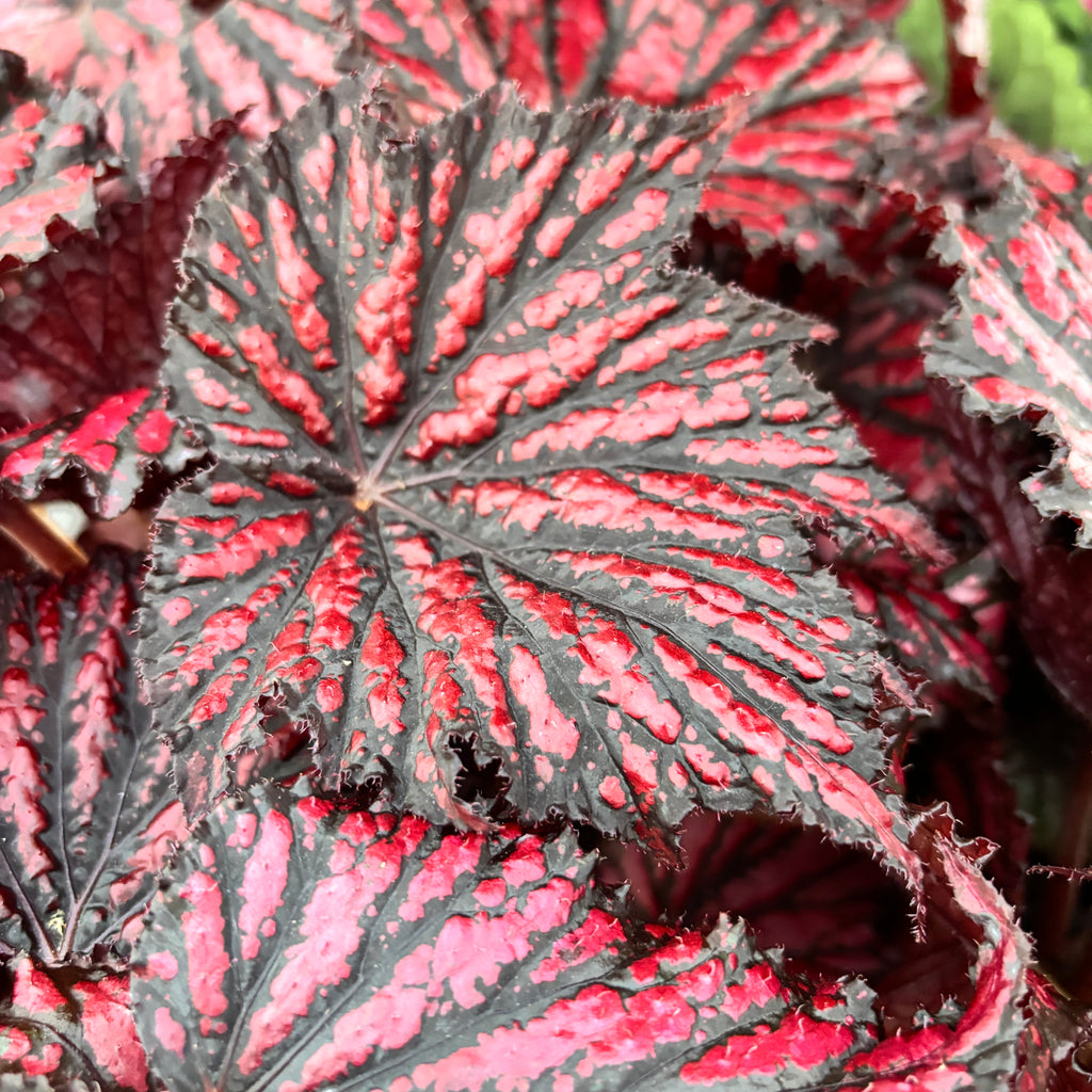 Begonia Bewitched Red Black