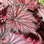 Begonia Bewitched Red Black