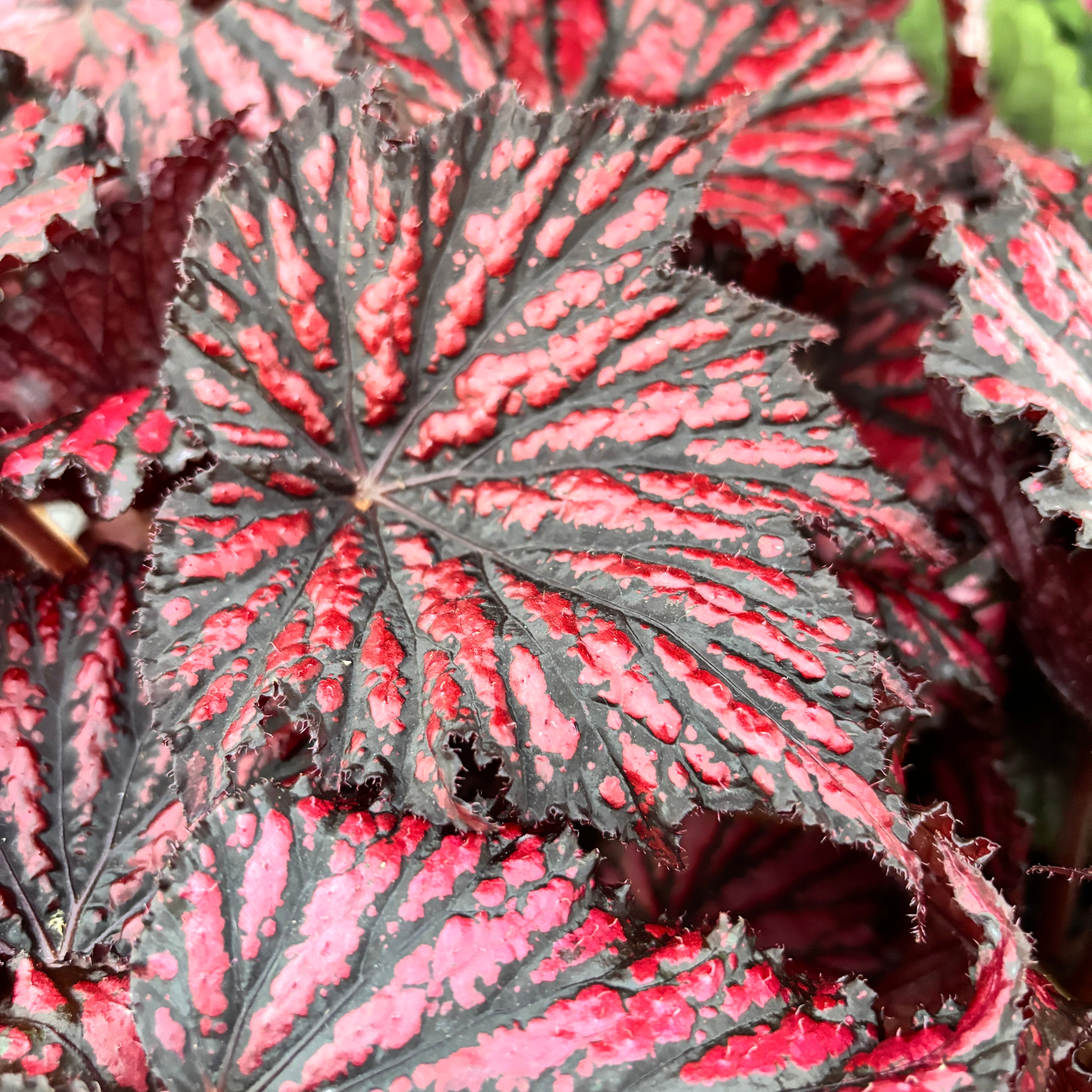 Begonia Bewitched Red Black