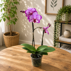 Phalaenopsis Toshi