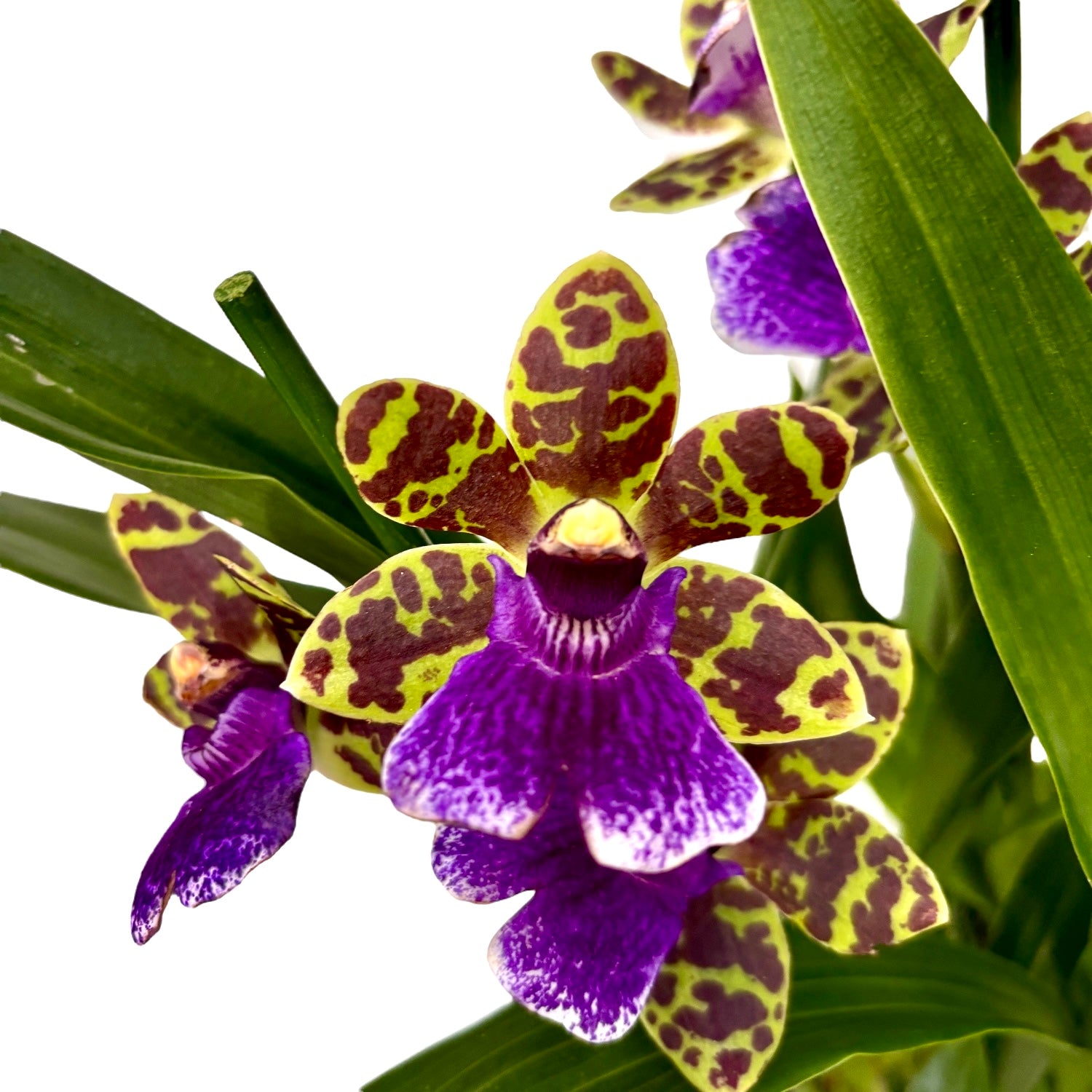 Zygopetalum Aladdin - fiori profumati