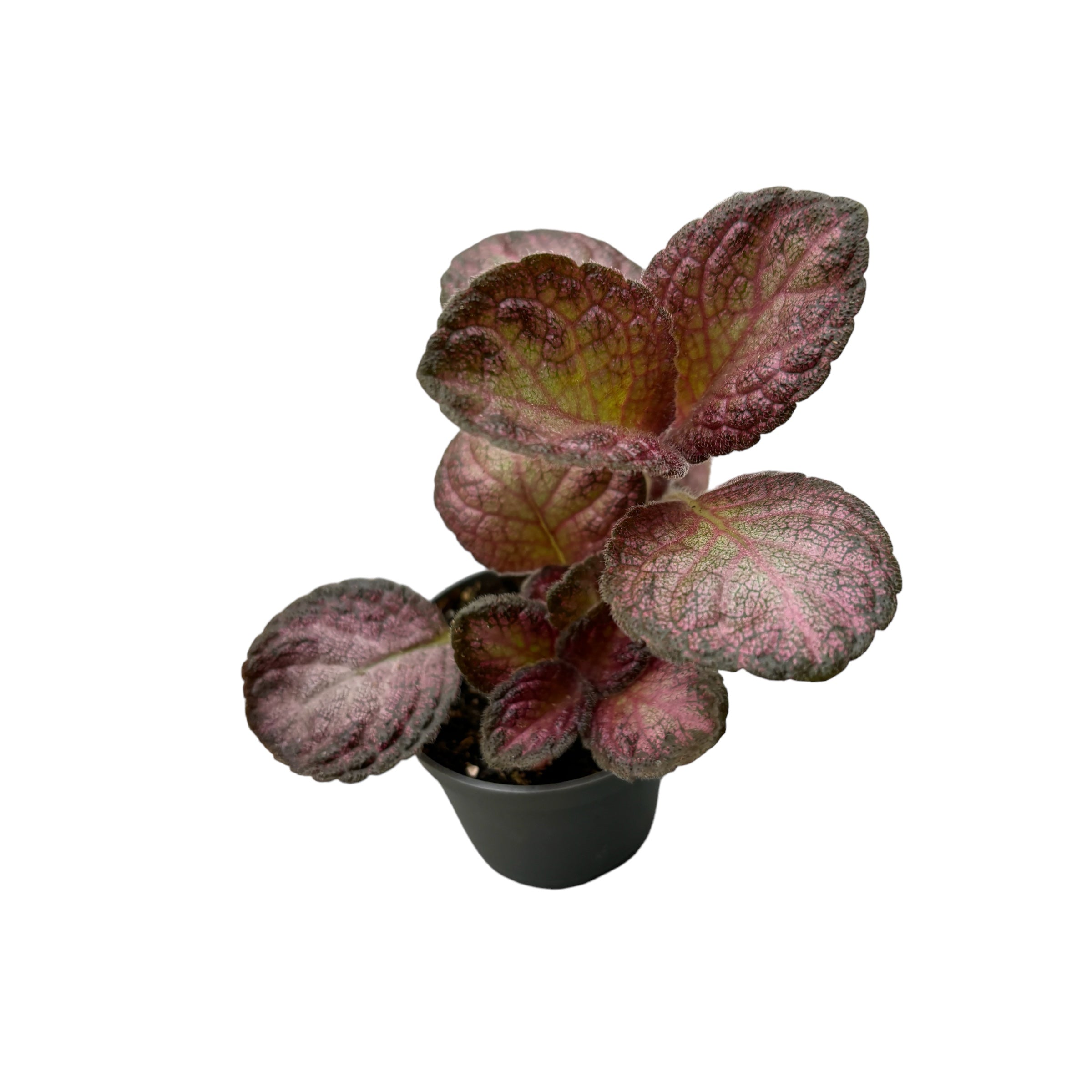 Episcia Malayan Gem (babyplant)
