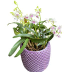 Dendrobium kingianum var. semi-alba (Dendrobium roi) fleurs intensément parfumées