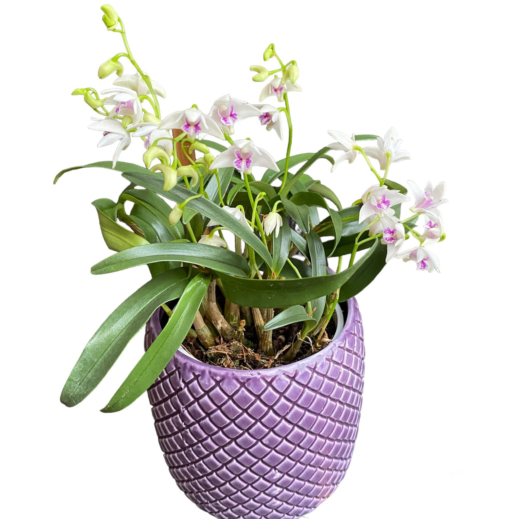 Dendrobium kingianum var. semi-alba (King Dendrobium) flori intens parfumate