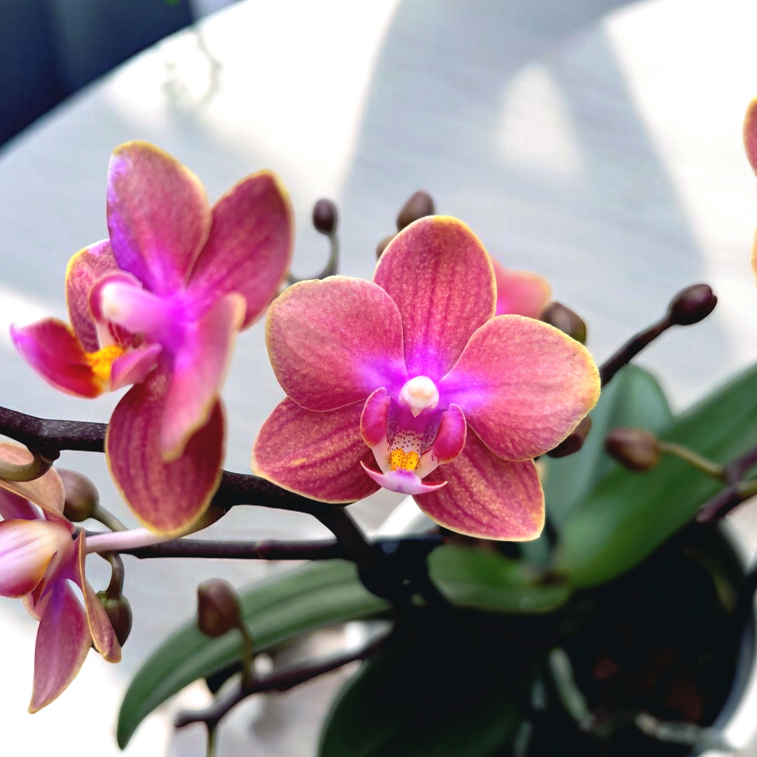Phalaenopsis Dusty Belle D12 profumata