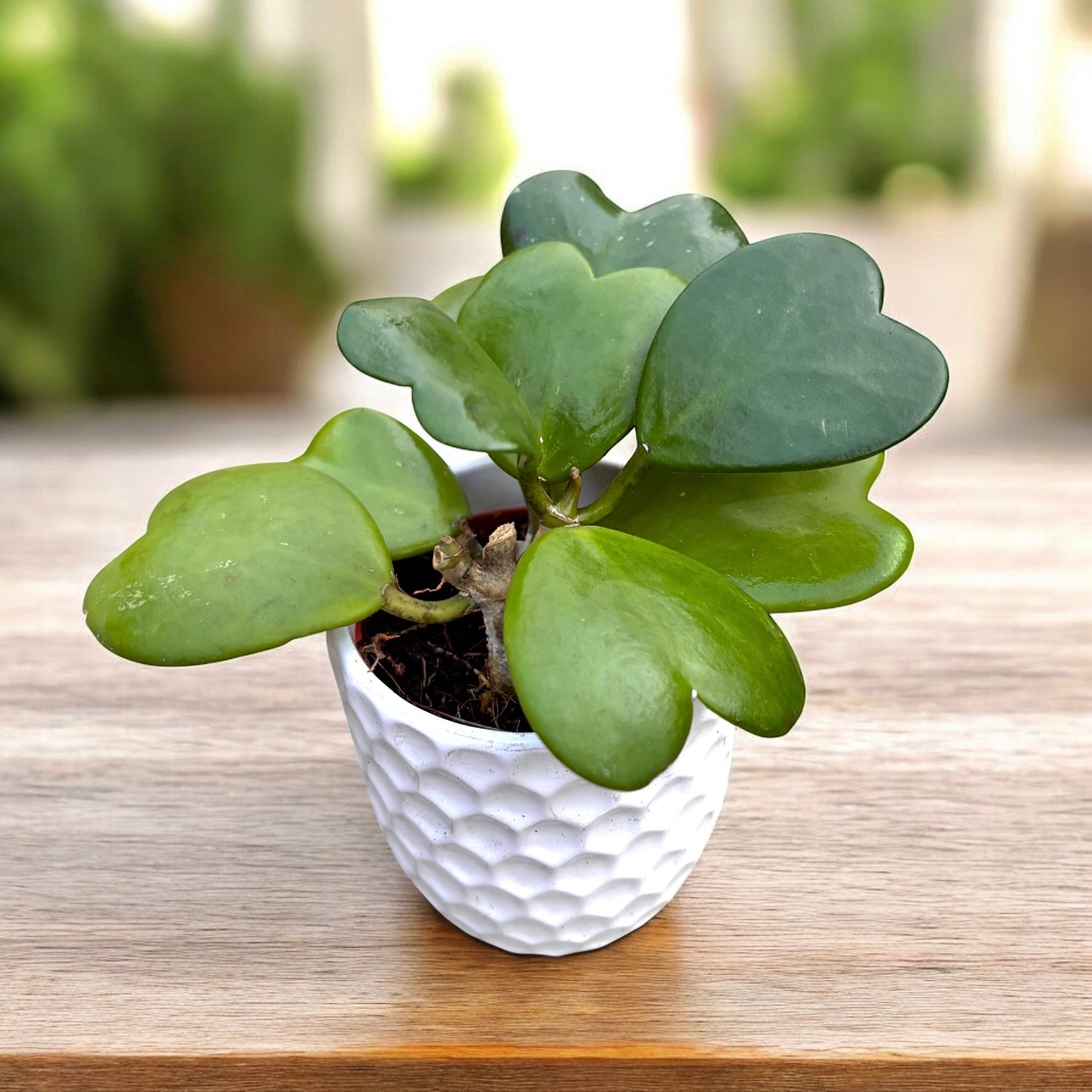 Hoya kerrii - herzförmige Blätter