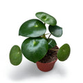 Peperomia polybotrya 'Raindrop' D8