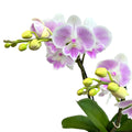 Phalaenopsis Xanadu - velká pysk