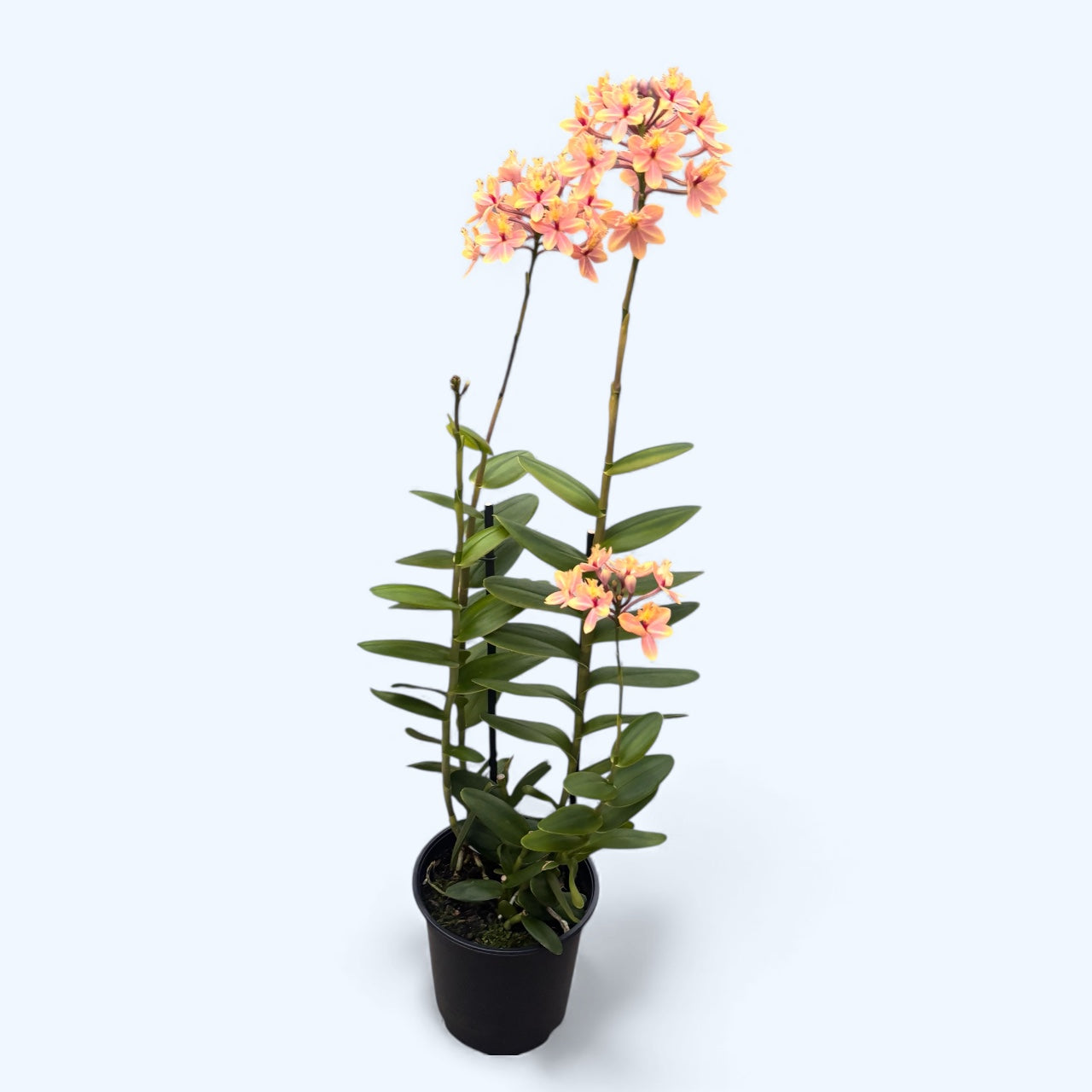 Epidendrum radicans ‘Apricot Dream ’ - exemplare XL