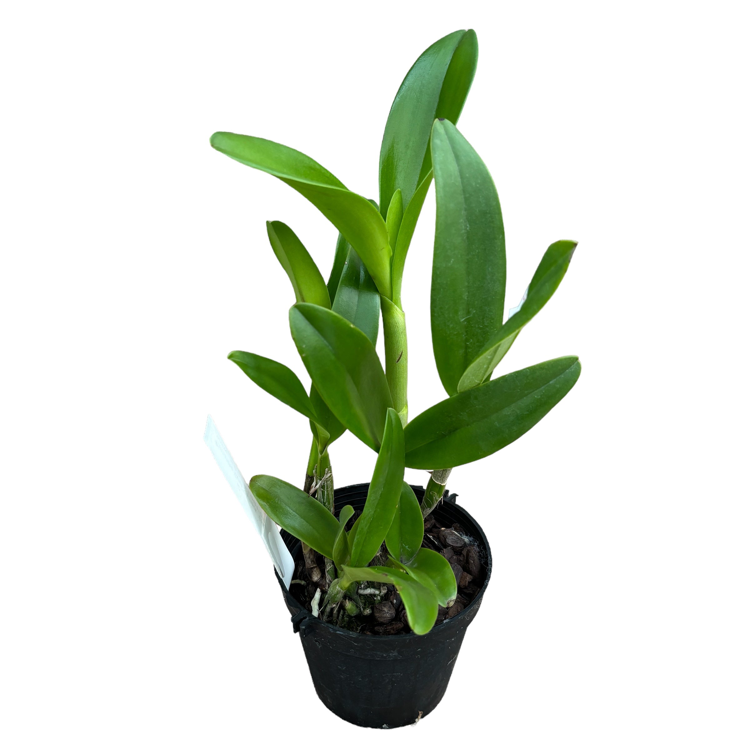 Cattlianthe Varut Startrack 'Golden Tiger' - parfumata