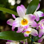 Dendrobium 'Bright Eye' - flori parfumate