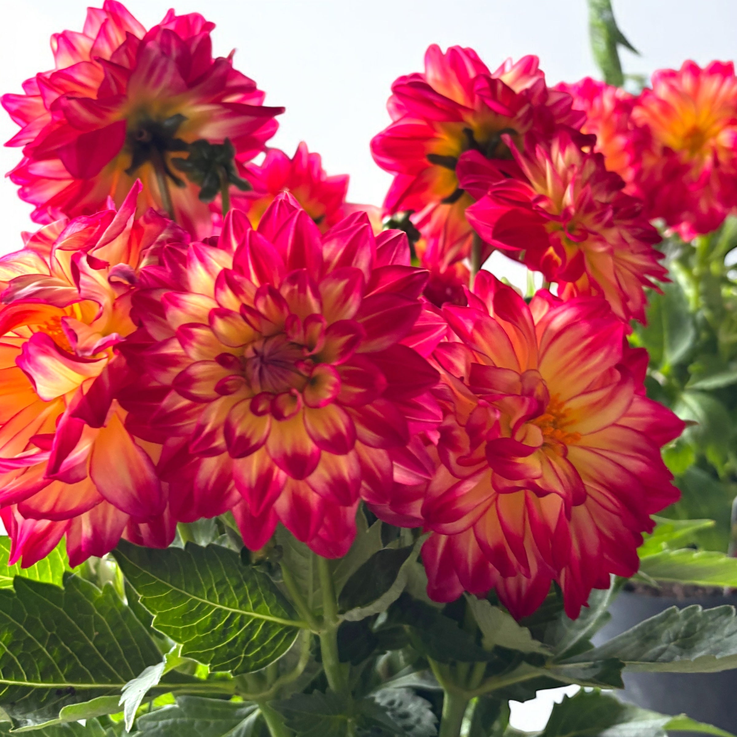 Dahlia Labella Maggiore ‘Fire’- dalii cu flori XL, inflorire abundenta, exemplare XXL