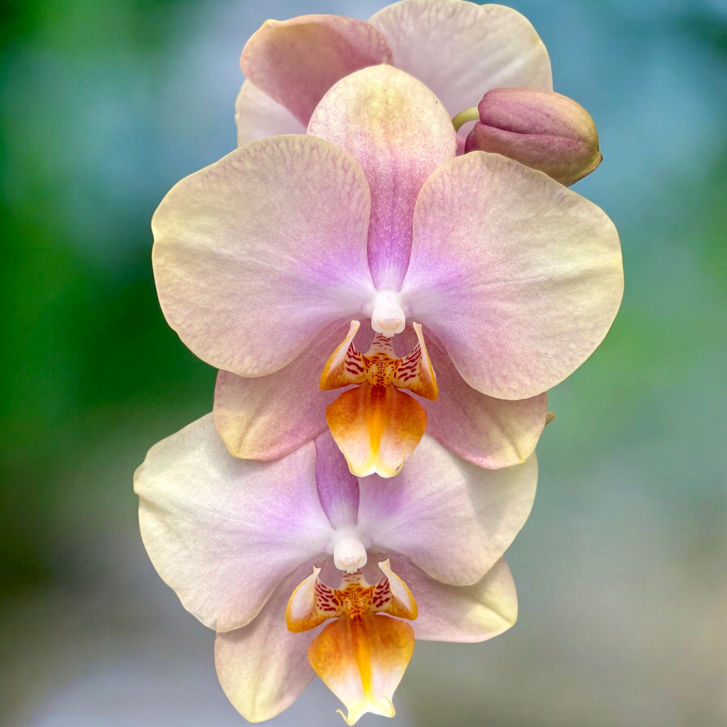 Phalaenopsis Peaches