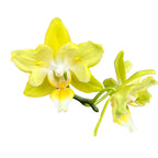 Phalaenopsis I-Hsin Beaming Sun (peloric - butterfly)