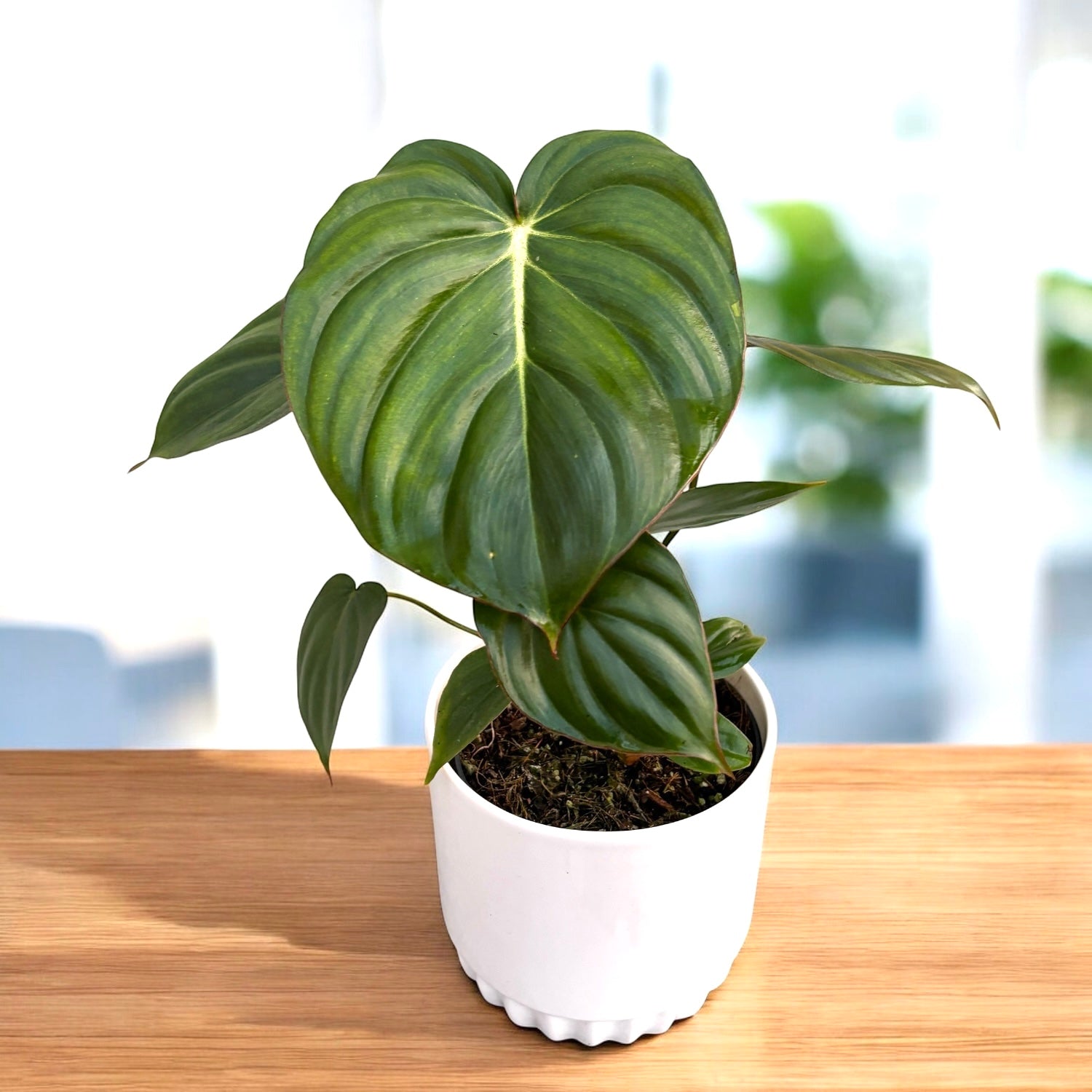 Philodendron McDowell – hibrid rar cu frunzis impresionant