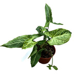 Syngonium podophyllum 'Batik'