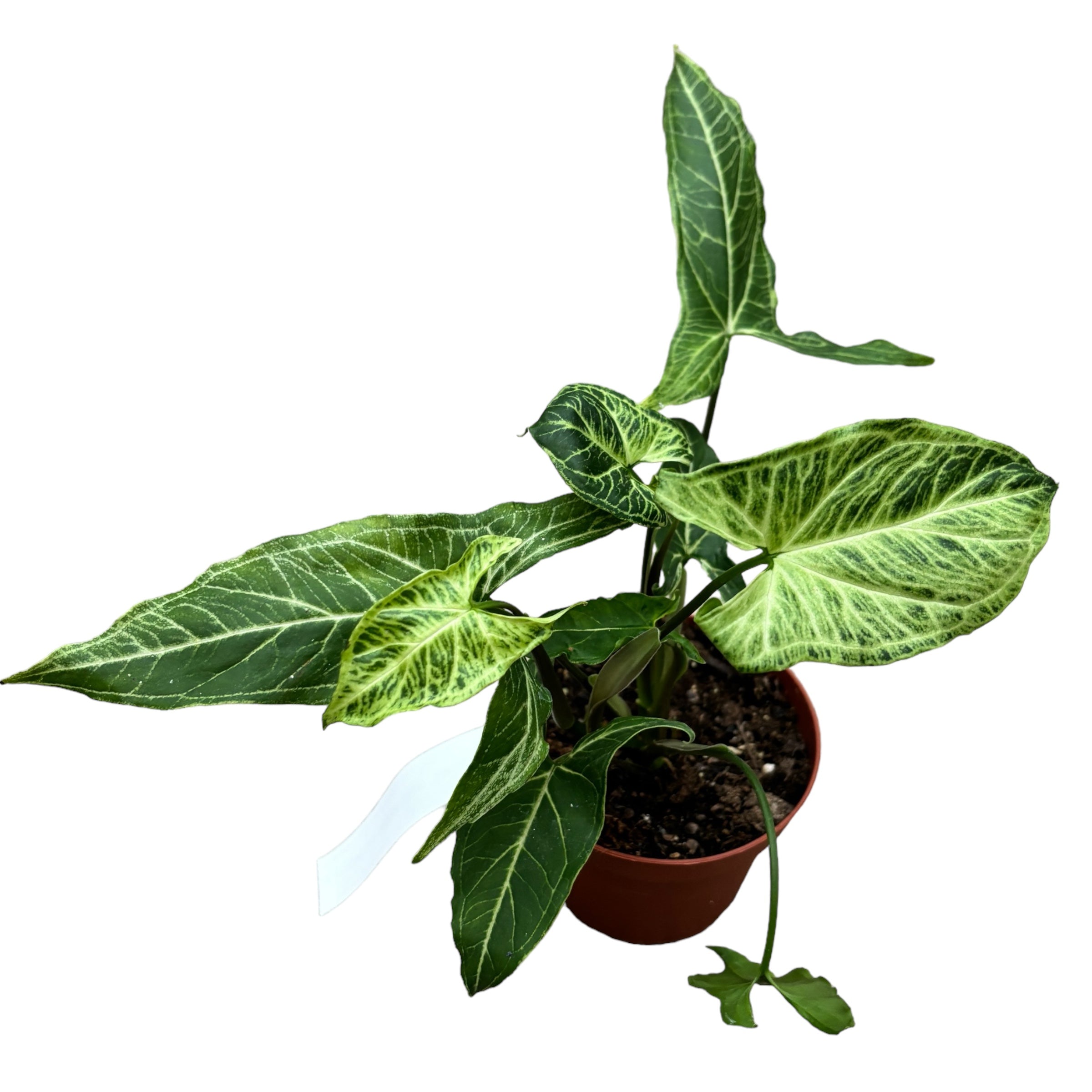 Syngonium podophyllum 'Batik'