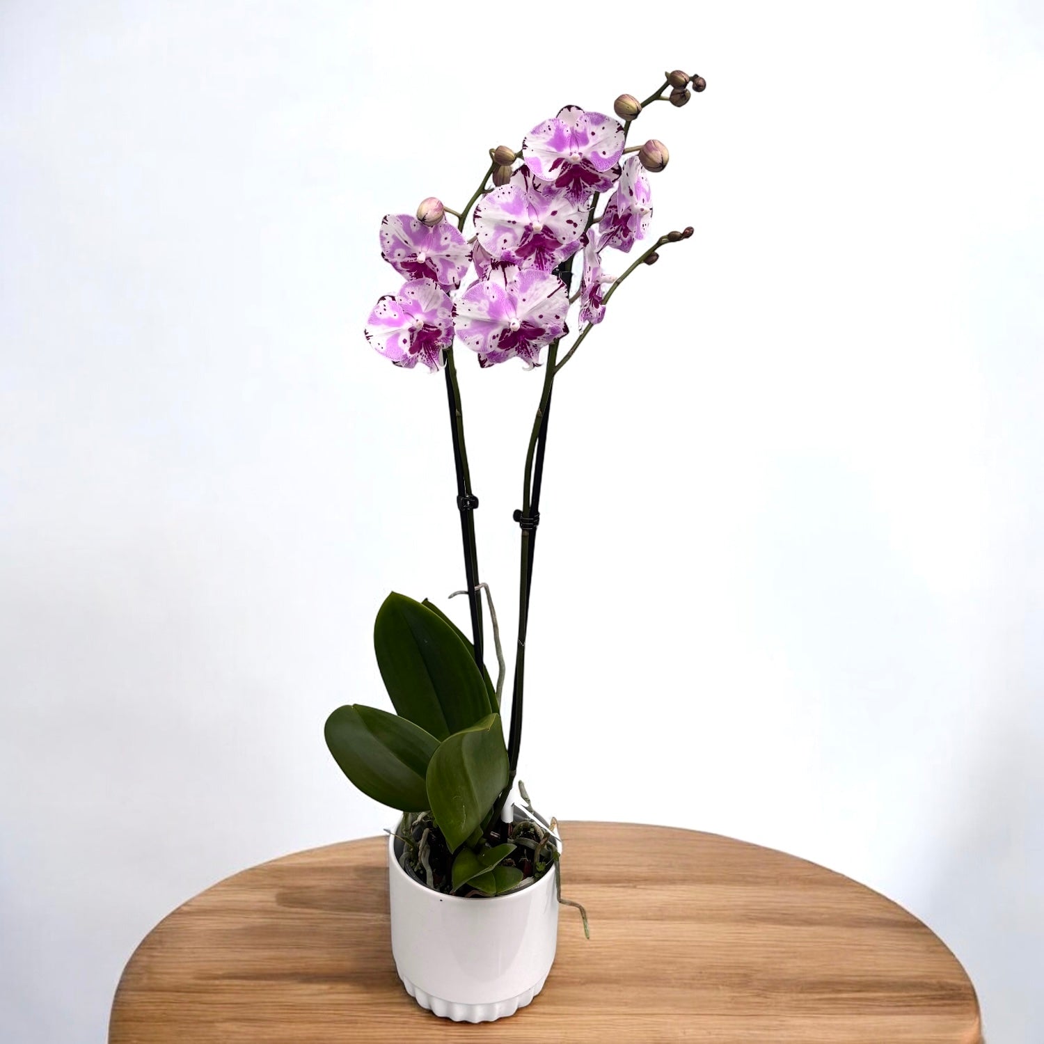 Phalaenopsis Fuller's Master ‘350’ (Fantasy Script) - grande labbro