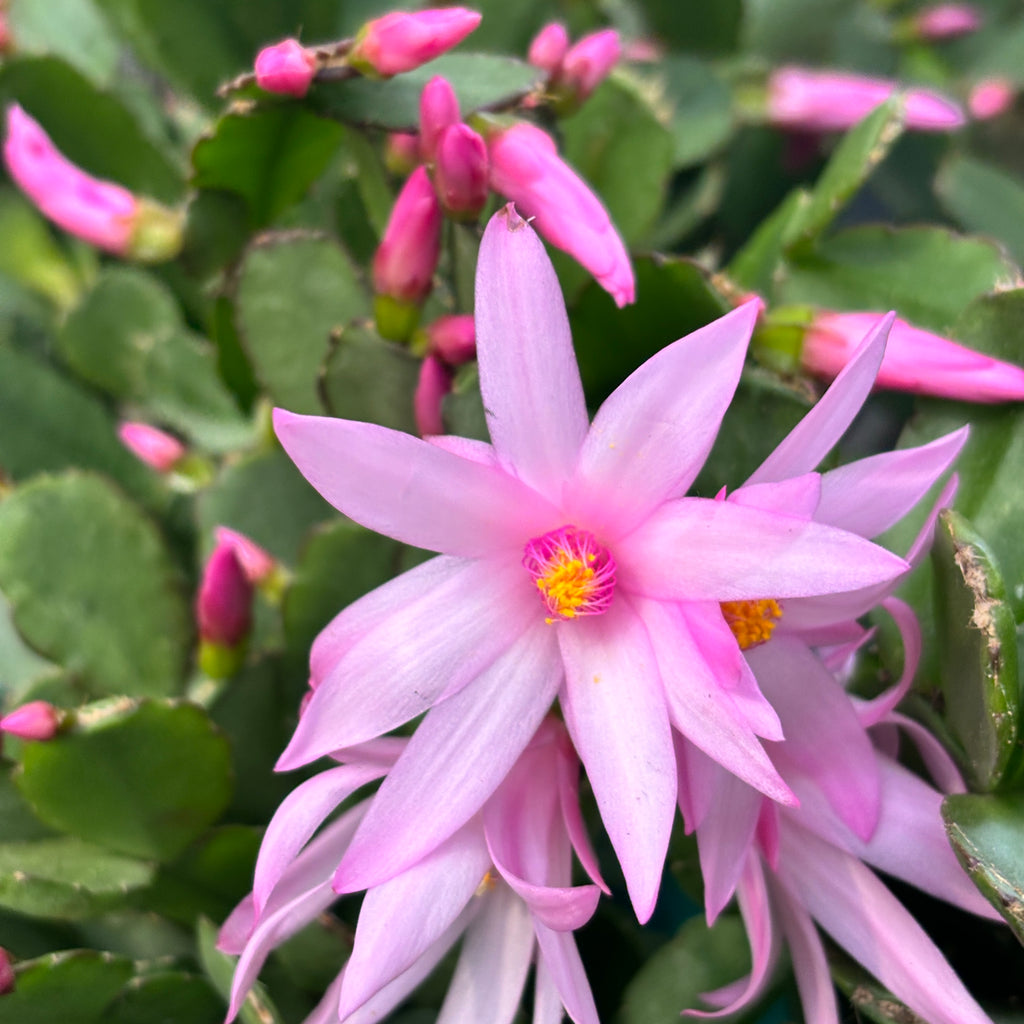 Rhipsalidopsis rosea ‘Pink Fire’ (fiore del cactus rosa)