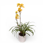 Cymbidium Eastern Bunny - kompakti miniatyyri tuoksuvilla kukilla